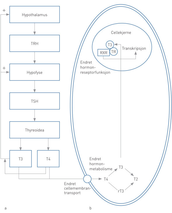 Figur 1  a) Forenklet fremstilling som illustrerer prinsippet for syntese av thyreoideahormon og negativ tilbakekobling. b)&hellip;