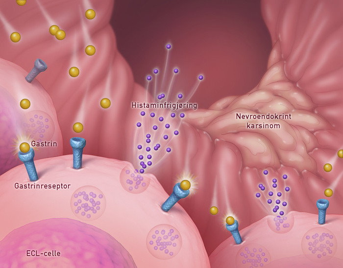 N&aring;r H+ faller, frigj&oslash;res gastrin som stimulerer ECL-cellen til histaminfrigj&oslash;ring. Gastrin stimulerer ogs&aring; ECL-cellen til&hellip;