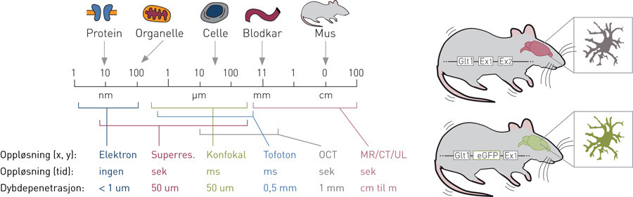 Figur 1  Bildeoppl&oslash;sning og metoder for &aring; oppn&aring; bildekontrast ved hjelp av optogenetikk. Venstre panel: Bildeoppl&oslash;sning i&hellip;