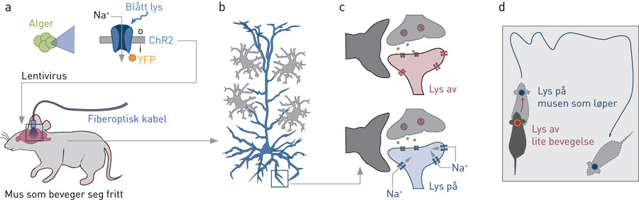 Figur 2  Fjernstyring av mus med optogenetikk. Genet for Channelrhodopsin 2 (ChR2) &laquo;klippes ut&raquo; av alger, og &laquo;limes inn&raquo; i&hellip;