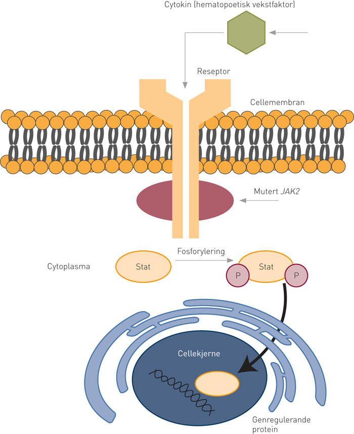 Figur 1  JAK2-signalering. JAK2 er ein kinase uttrykt i hematopoetiske celler som blir stimulert n&aring;r cytokin eller&hellip;