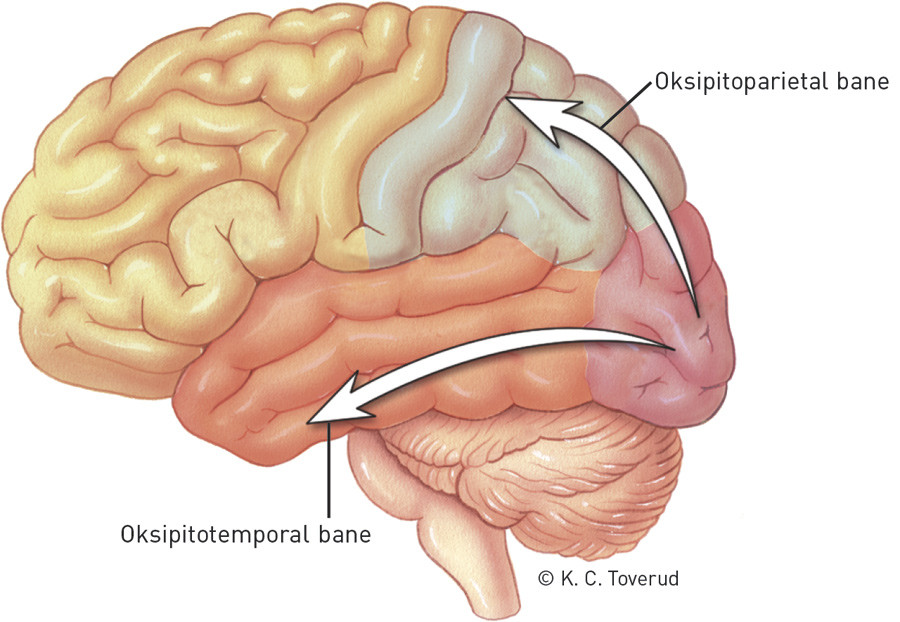 Figur 2  Det endelige synsinntrykket prosesseres etter den s&aring;kalte tostr&oslash;mshypotesen i to baner. Oksipitallappens&hellip;