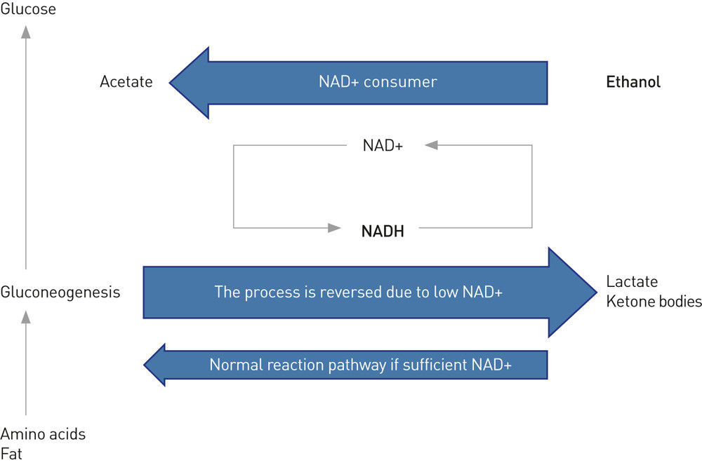 Figure&nbsp;1&nbsp;&nbsp;Greatly simplified presentation of the gluconeogenesis that takes place while under the influence of ethanol. For&hellip;