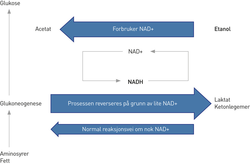 Figur&nbsp;1&nbsp;&nbsp;Sv&aelig;rt forenklet fremstilling av glukoneogenesen under p&aring;virkning av etanol. For at aminosyrer og fett kan omdannes&hellip;