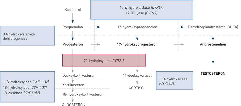Figur 1  Medf&oslash;dt binyrebarkhyperplasi skyldes arvelige enzymdefekter i binyrebarken. Den r&oslash;de boksen viser 21&hellip;