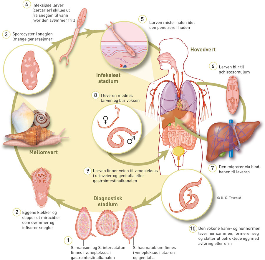 Figur 2  Livssyklusen til schistosomaparasitten