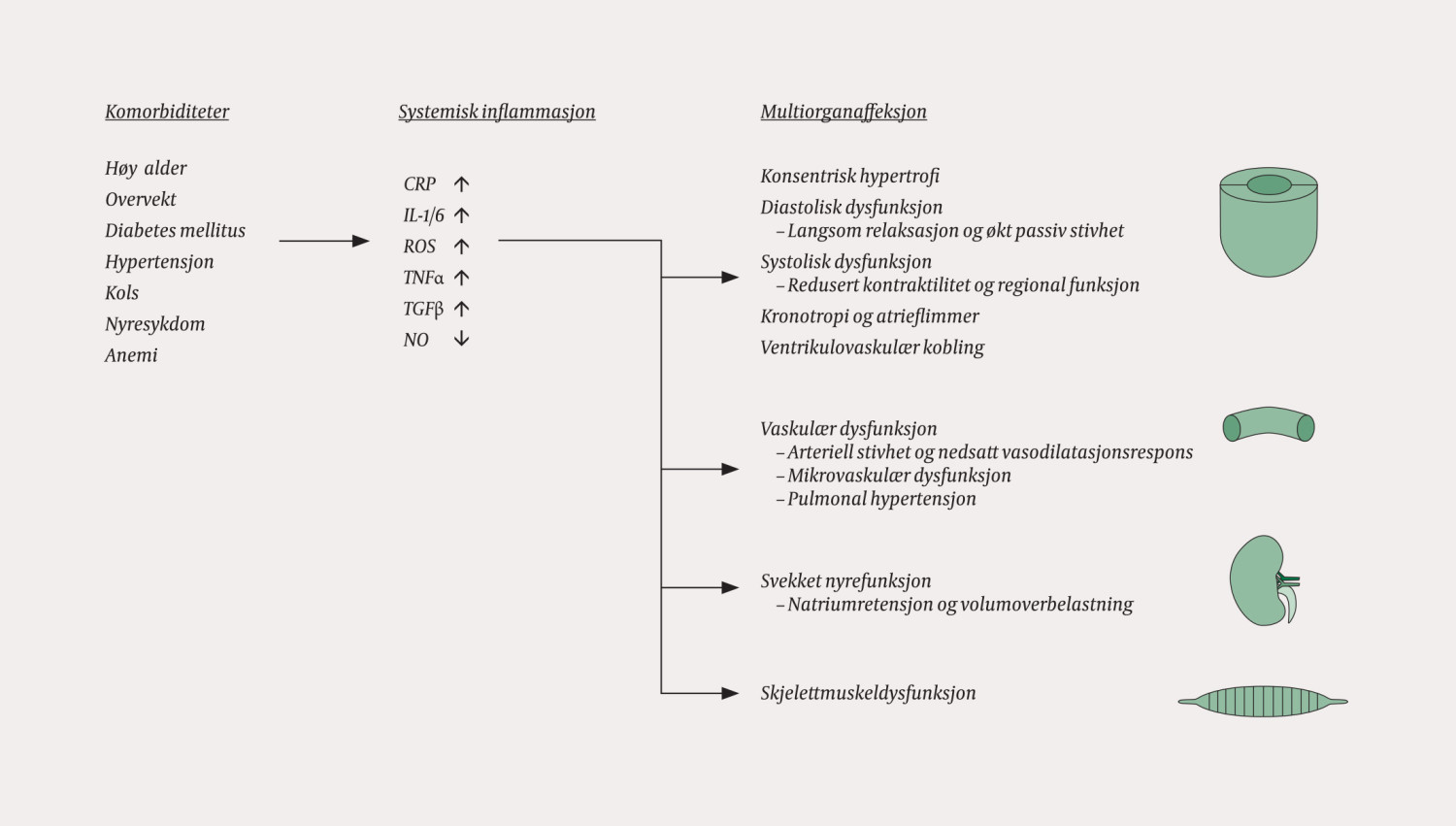 Figur 1 Forhold som bidrar til hjertesvikt med bevart ejeksjonsfraksjon, inkludert systolisk dysfunksjon, unormal&hellip;