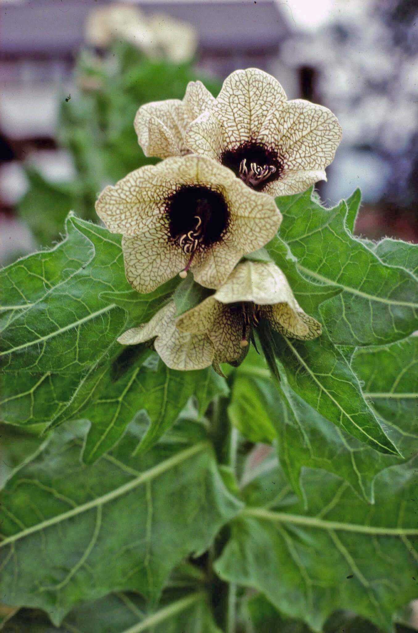 Bulmeurt, Hyoscyamus niger, fotografert ved Tomb i R&aring;de. Planten inneholder de antikolinerge stoffene hyoscyamin og&hellip;