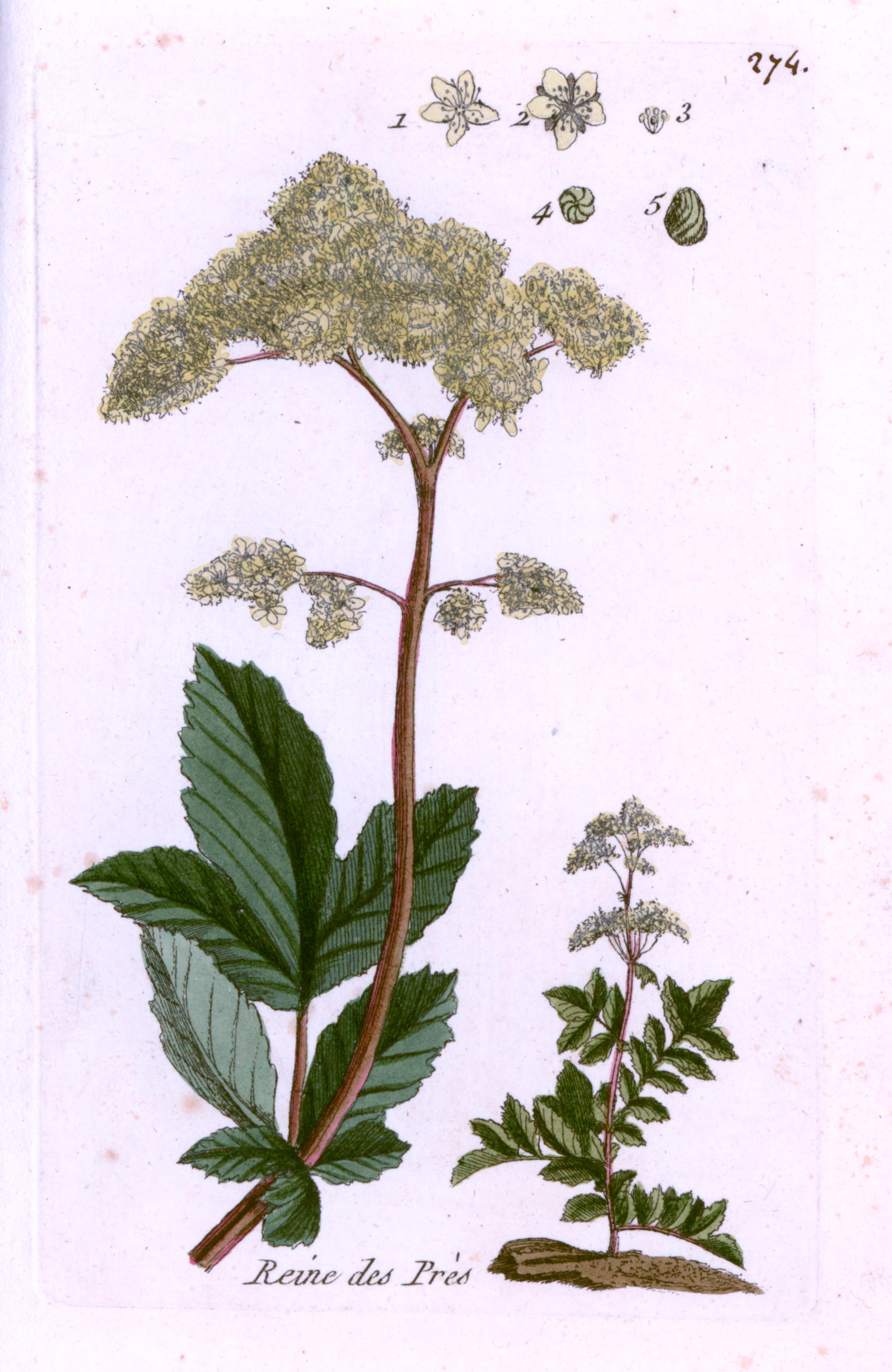 Mj&oslash;durt, Filipendula ulmaria, fransk &laquo;engdronning&raquo;. H&aring;ndkolorert gravering av Pierre Bulliard fra &laquo;Flora Parisiensis&raquo;, 1776&hellip;