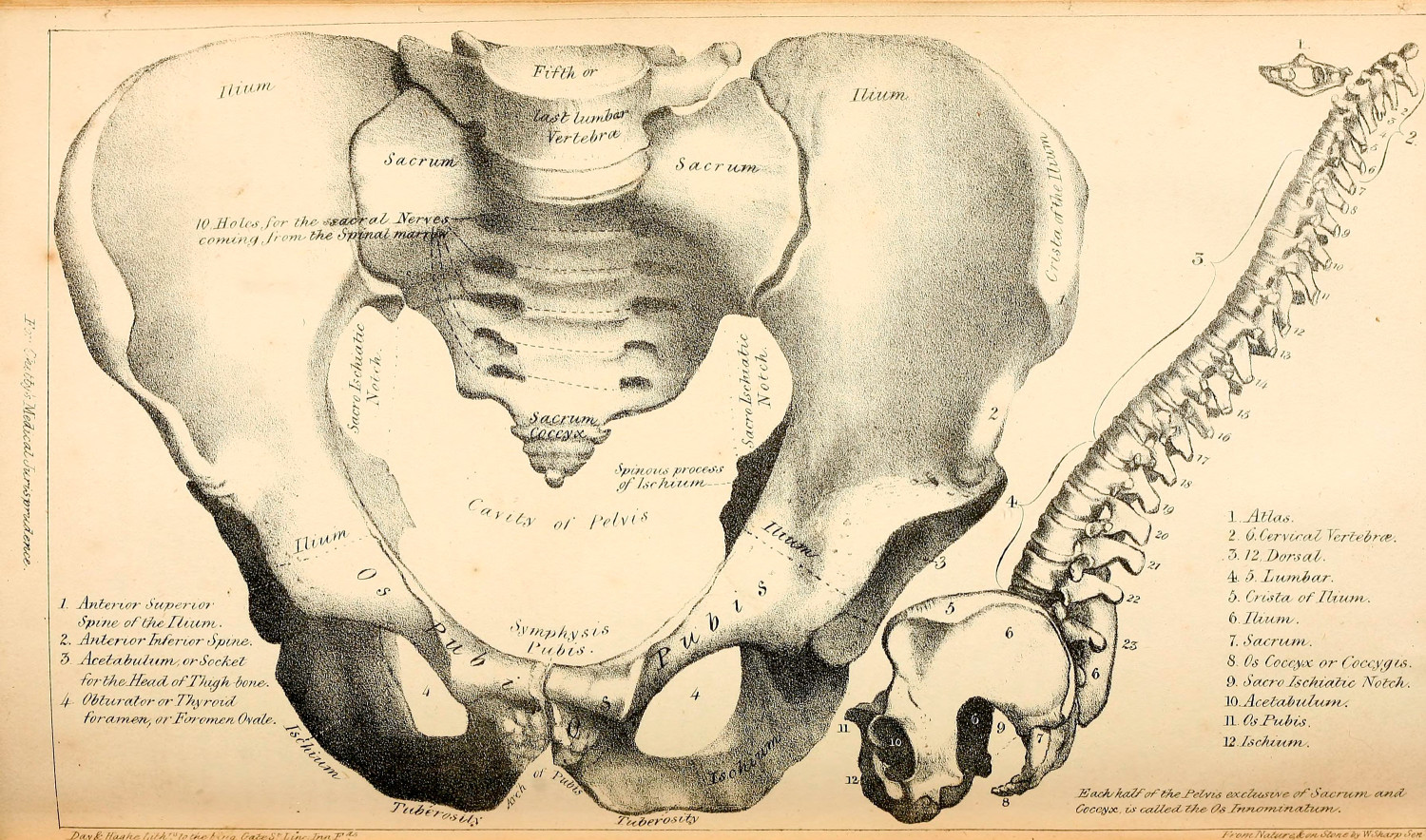 Os pubis, som tidligere ble kalt skambenet, best&aring;r av to grener. Fortil, hvor greinene m&oslash;tes, danner de hver sin halvdel av&hellip;