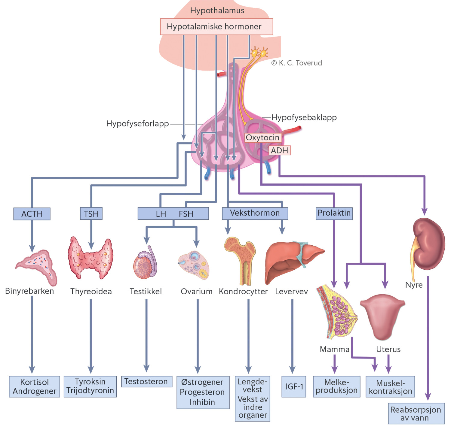 Figur 1 Hypofysens hormonakser.