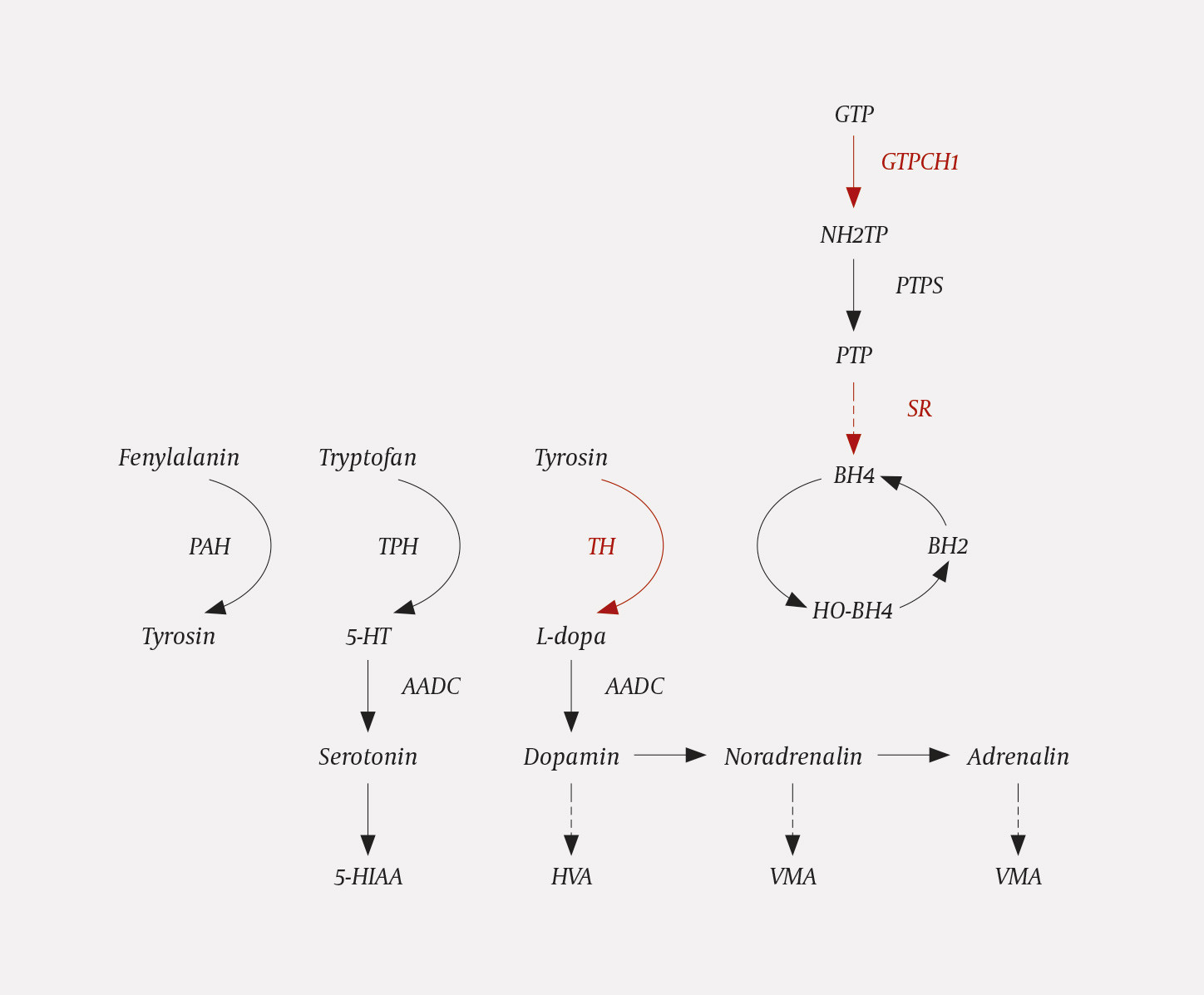 Figur 2 Figuren viser hvordan dopamin og serotonin blir dannet og gir en oversikt over de ulike enzymene og metabolittene&hellip;