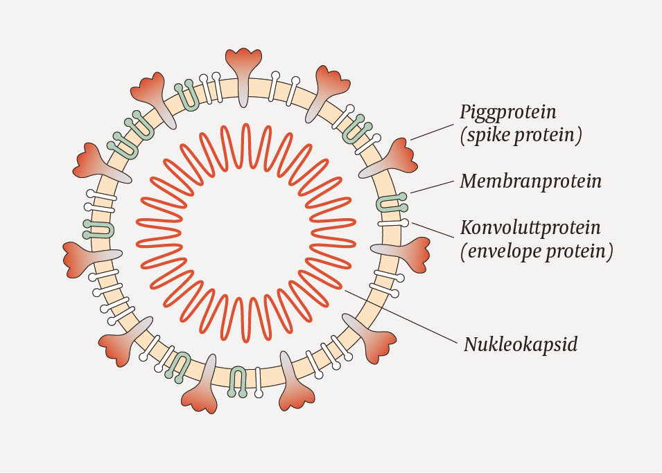 Figur 1 Skjematisk illustrasjon av SARS-CoV-2 med angivelse av de fire strukturelle proteinene pigg (spike)-protein (S),&hellip;