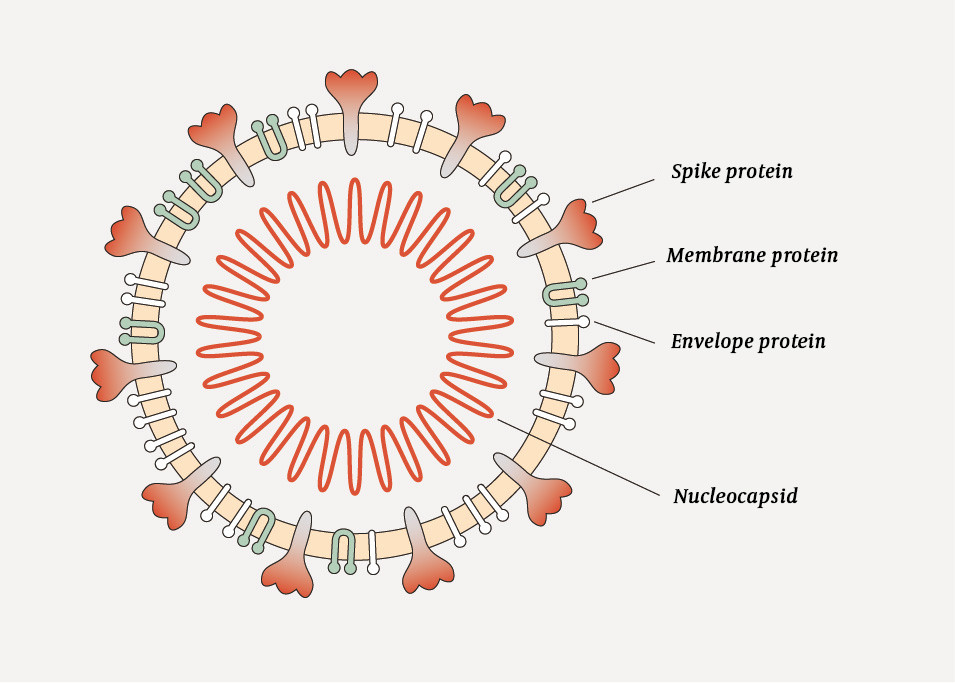 Figure 1 Schematic illustration of SARS-CoV-2 showing the four structural proteins: spike protein (S), membrane protein (M),&hellip;