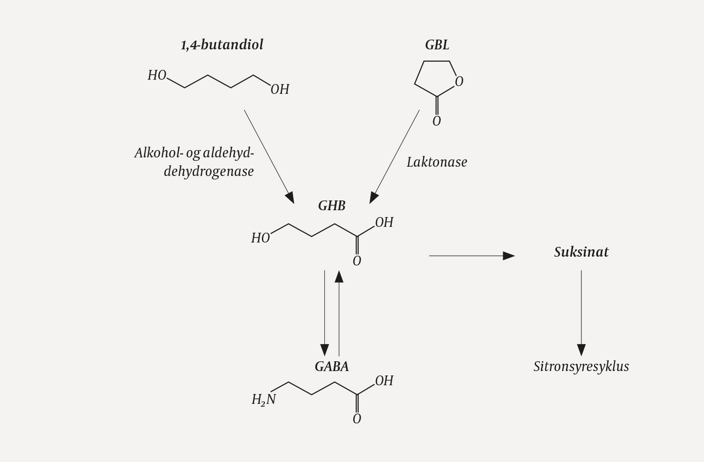 Figur 1 Industril&oslash;semidlene 1,4-butandiol og gammabutyrolakton (GBL) omdannes i kroppen til gammahydroksybutyrat (GHB). 1,4&hellip;