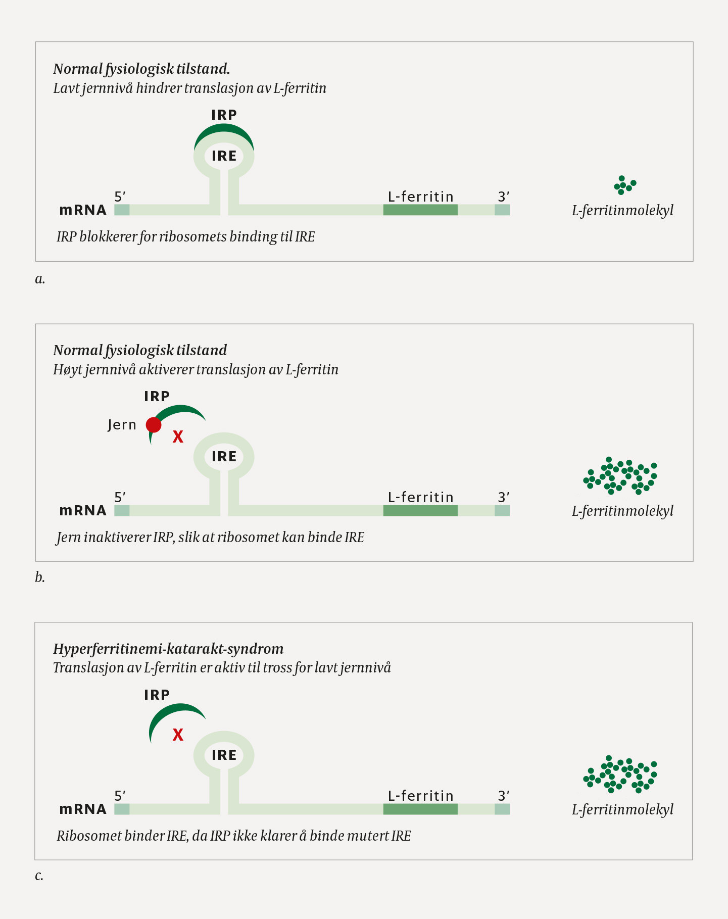 Figur 2 Regulering av lettkjedet (L) ferritin-produksjon avhengig av jernniv&aring; og ved hyperferritinemi-katarakt-syndrom.
