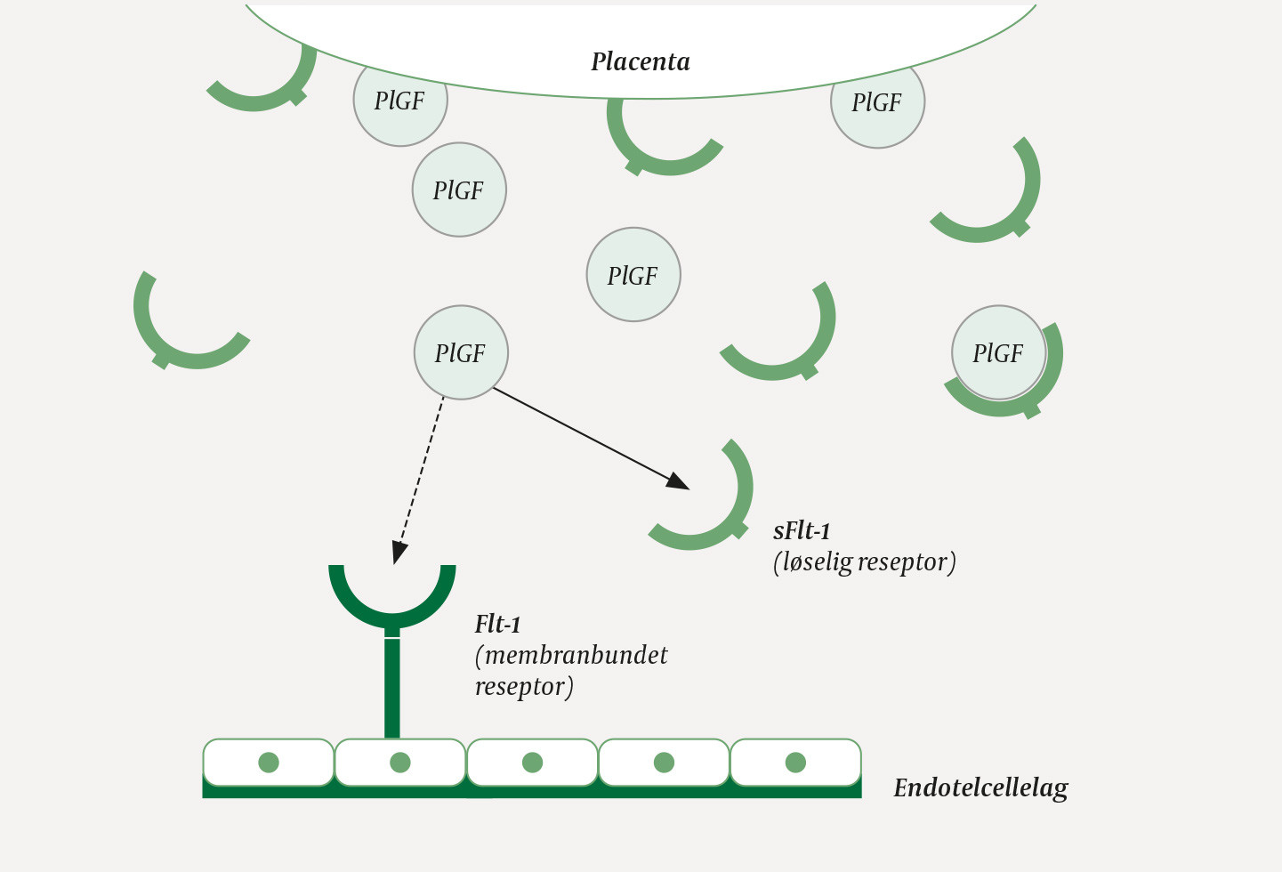 Figur 1 B&aring;de placental vekstfaktor (PlGF) og l&oslash;selig fms-liknende tyrosinkinase-1 (sFlt-1) produseres i placenta. Ved&hellip;