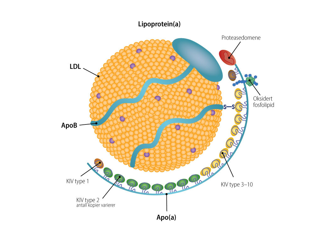 Figur 1 Strukturen til lipoprotein(a). Lipoprotein(a) er en LDL-partikkel bundet til et apolipoprotein(a) (apo(a))&hellip;