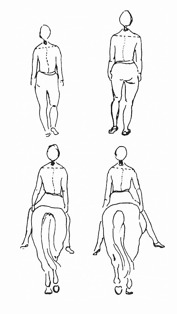 Figur 1 Symmetrisk &laquo;gangbevegelse&raquo; i columna. Fra D. Riede: Therapeutisches Reiten in der Krankengymnastik.