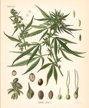 Cannabis sativa. Illustrasjon: Florilegius / NTB Scanpix