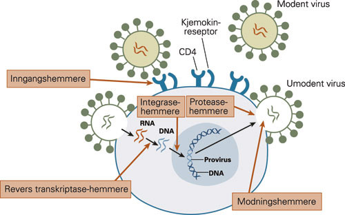 Angrepspunkter for antiretrovirale medikamenter. Inngangshemmere angriper kjemokinreseptorer, CD4-molekylet eller andre&hellip;