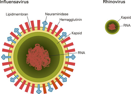 Figur 2  Et rhinovirus er et lite picornavirus (28&thinsp;&ndash;&thinsp;30 nm) som best&aring;r av viralt RNA omgitt av et ytre kapsid (skall)&hellip;