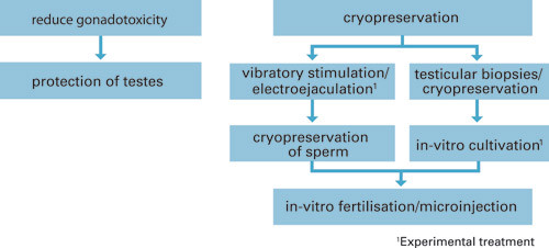 Figure 1  Schematic overview of fertility-preserving methods for prepubertal boys and men who do not produce semen samples
