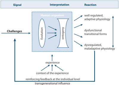 Figure 1  The model shows how genetic and epigenetic elements (shown as lenses) contribute to an organism&rsquo;s interpretation&hellip;