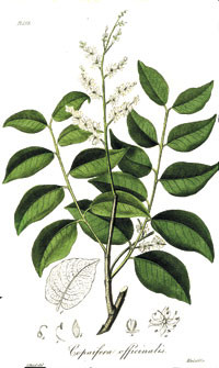 Figure 7  Copaifera officinalis, from which copaiba balsam is extracted, reproduced from Medical botany by John Stephenson&hellip;