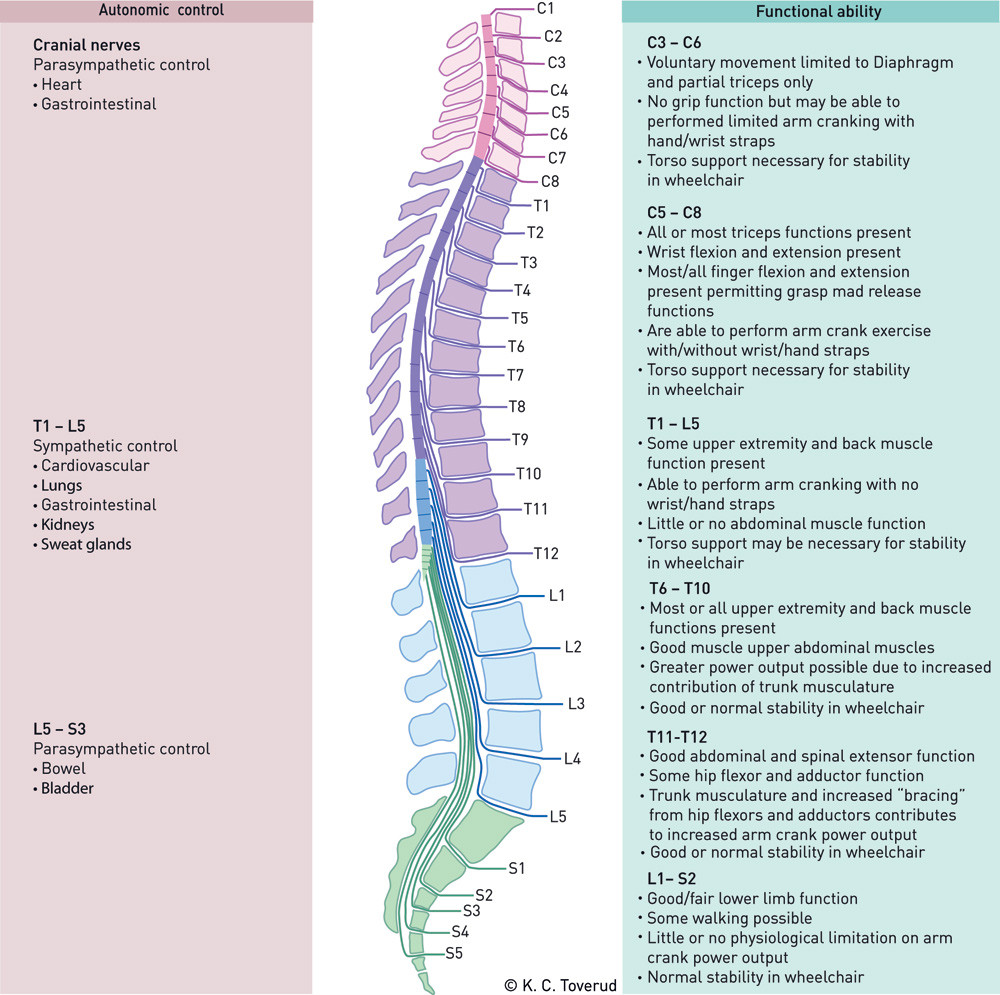 Figure 3  Functional ability and autonomic control in relation to level of injury. The figure is modified after that of&hellip;