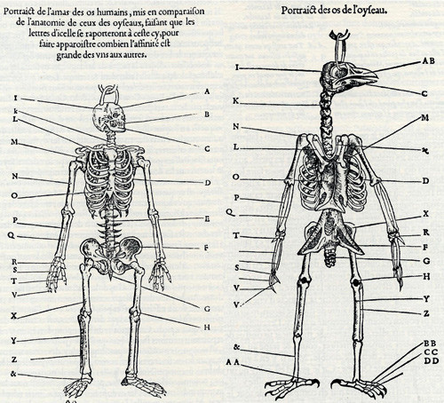 Figure 1  Comparison of the skeleton of bird and human. From the French author Pierre Belon&rsquo;s 1555 book L'Histoire de la&hellip;