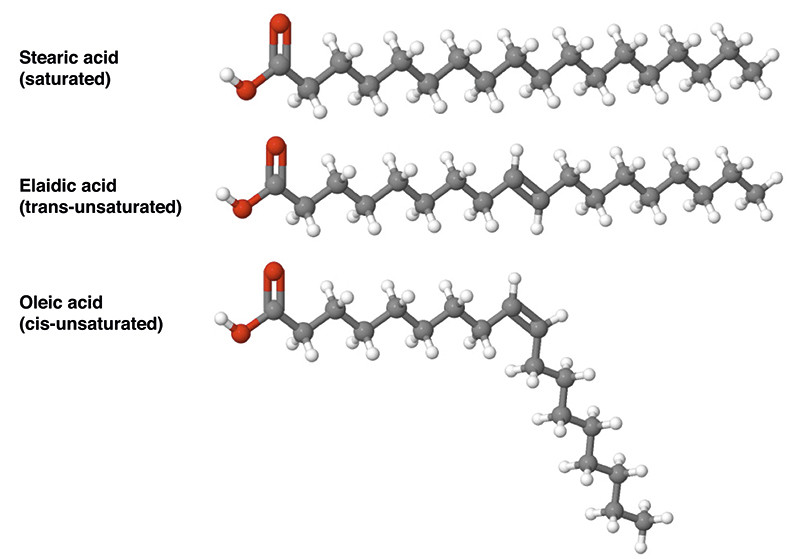 Figure 1  Illustration of a saturated, a trans-unsaturated and a cis-unsaturated fatty acid with 18 carbon atoms in the&hellip;