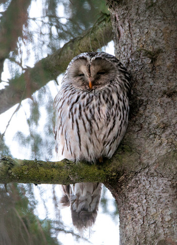 Slagugle fra Tr&oslash;ndelag &ndash; en sjelden ugle. Foto Jon Helle