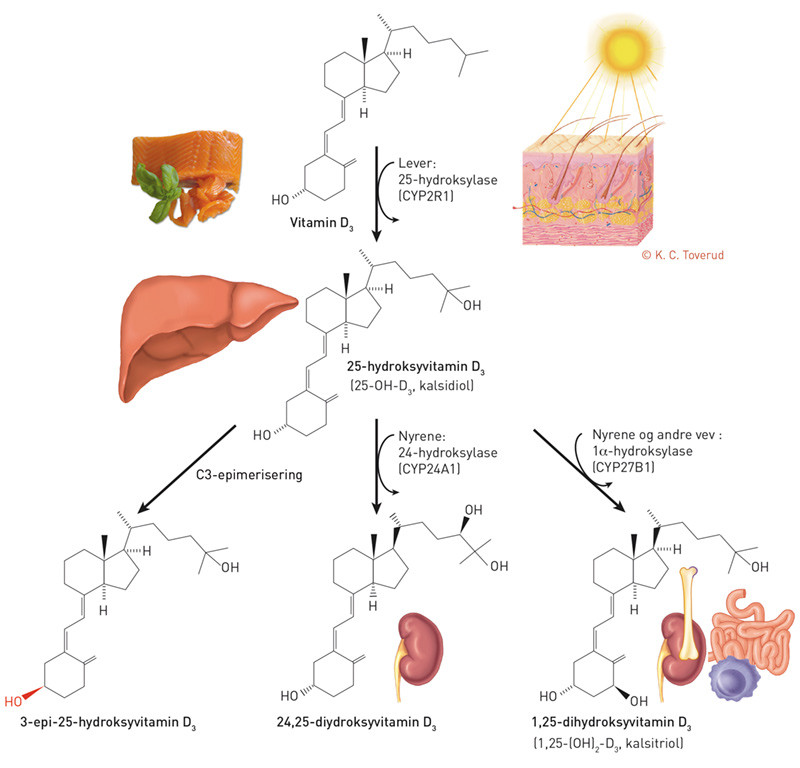 Figur 1  Vitamin D-metabolismen i kroppen. Vitamin D fra kosten eller fra endogen produksjon aktiveres i to trinn, ved&hellip;