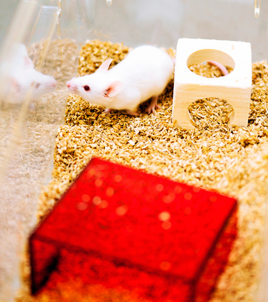 Illustrasjonsfoto: Sciencephoto/NTB scanpix