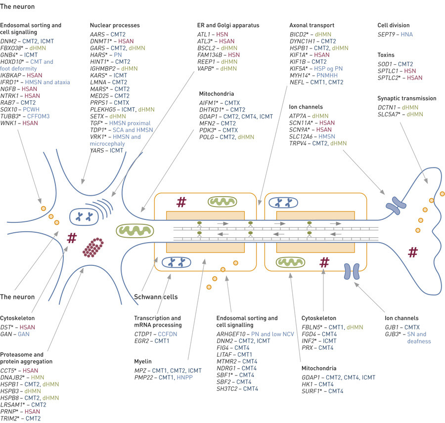 Figure 2  Genes associated with hereditary peripheral neuropathy, their associated phenotypes and presumed pathogenic&hellip;
