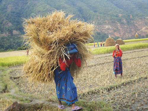 Woman carrying rice harvest from the field. (Photo Mons Lie)
