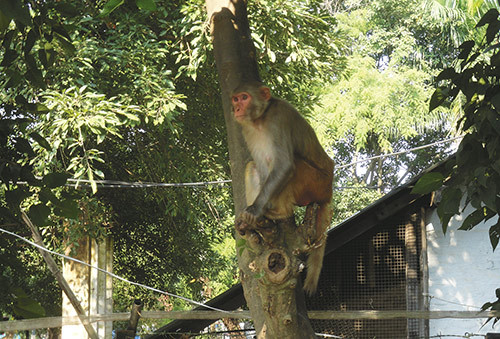 Monkey in the hospital area. (Photo Mons Lie)
