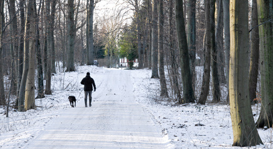 &ndash; Turer med hunden var til god hjelp. Illustrasjonsfoto Colourbox 