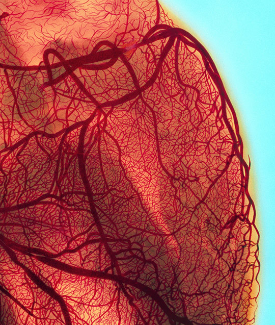 Illustrasjonsfoto: Science Photo Library