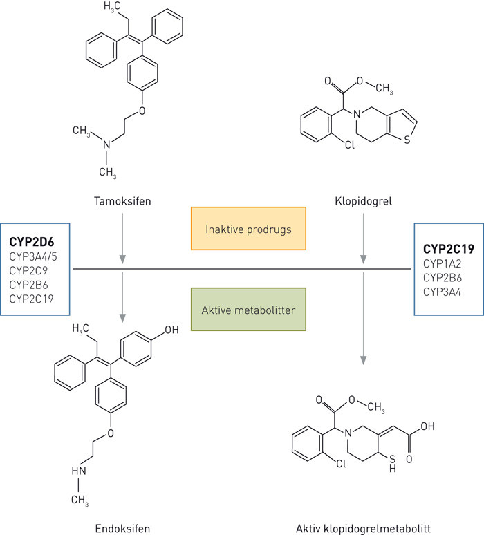 Figur 1  Tamoksifen og klopidogrel metaboliseres til aktive metabolitter via CYP-enzymer