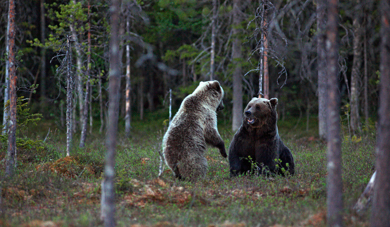 To brunbj&oslash;rner i sl&aring;sskamp. Foto: Steve Halsetr&oslash;nning/Samfoto/Scanpix