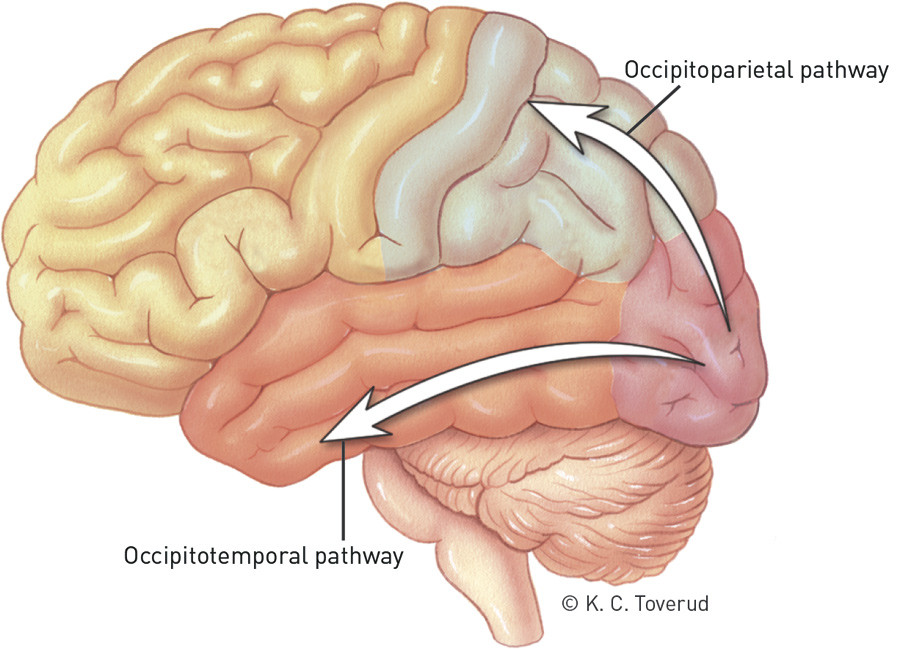 Figure 2  According to the two-streams hypothesis, the final visual image is the result of processing in two pathways. The&hellip;