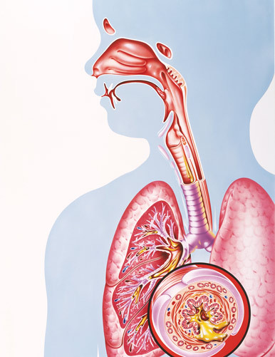 Illustrasjon: Science Photo Library