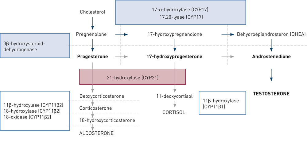 Figure 1  Congenital adrenal hyperplasia is due to hereditary enzyme defects in the adrenal cortex. The red box shows the 21&hellip;