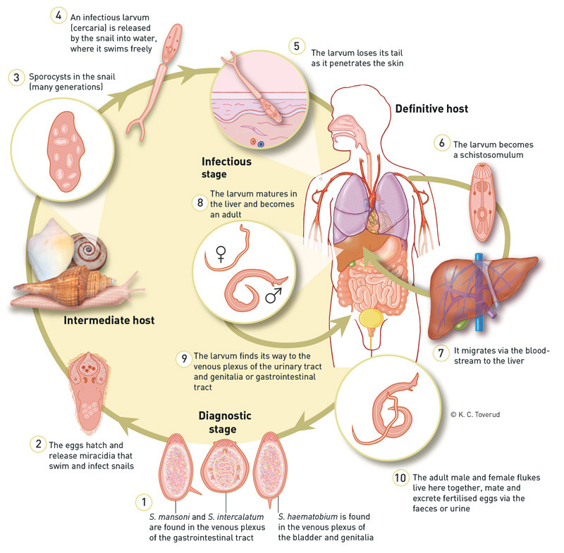 Figure 2  The life cycle of the Schistosoma parasite