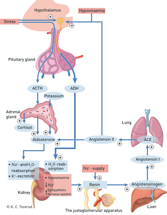 Figure 3  The most important mechanisms for regulating the water and salt balance. Volume is given priority over osmolality&hellip;