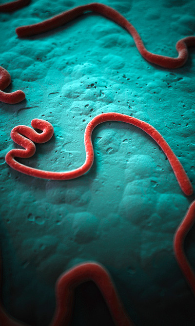 Ebolavirus. Illustrasjon: Science Photo Library