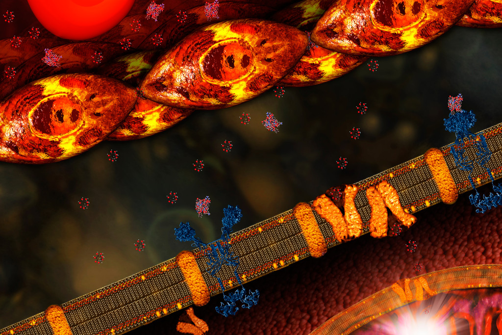 P&aring; h&oslash;yre side binder insulin med sin reseptor p&aring; vanlig m&aring;te. Dette bringer glukosetransport&oslash;ren (GLUT 4) til&hellip;