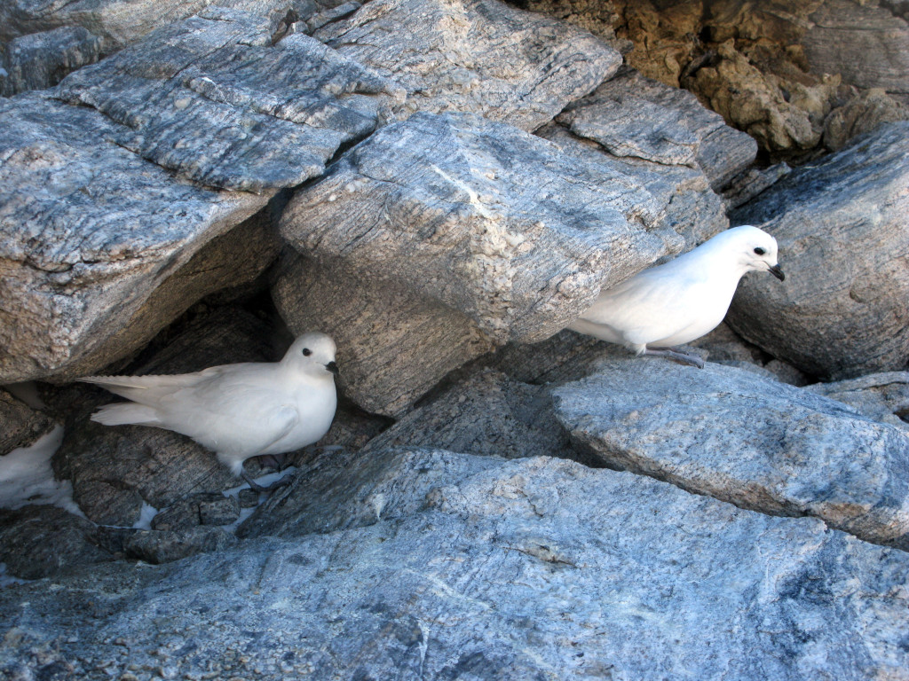 HOLDER OPPSYN: En av oppgavene til Johan Bondi er &aring; registrere aktiviteten blant fuglearten sn&oslash;petreller som holder til i&hellip;